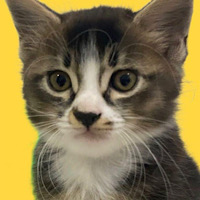Boo The Cat Coin