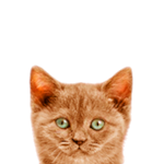 MewCoin