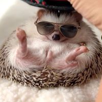 Erizo The Hedgehog