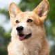 BNB Dog Inu