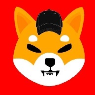 Shiba Boy