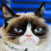 GRUMPY CAT