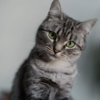 Poseidoncat