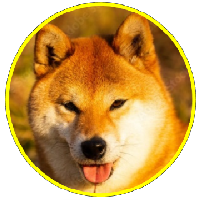 ShibaGolden