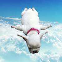 Dog Takes Flight
