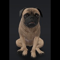 Mudpug