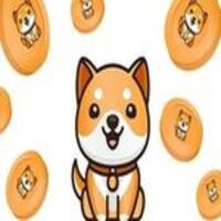 Baby Shiba