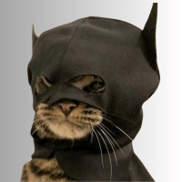 BatCat