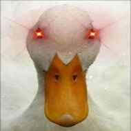 White Duck