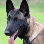 Malinois Dog Coin