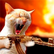 CATWIFAK
