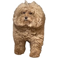Bitcointalk dog