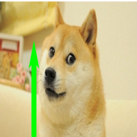 BullishDoge