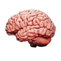 BABYBRAIN