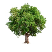 PlanTREE