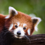 RedPandaNFTs