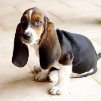 FLOPPY DOG