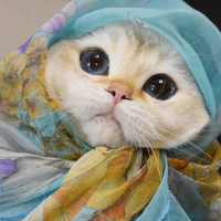 Qitty