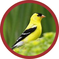 Goldfinch Token