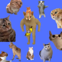 WAOCAT