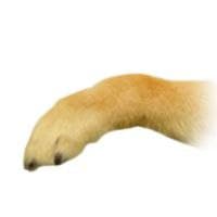 DOGEARM