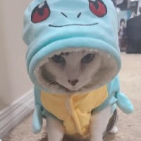 Squirtle Cat