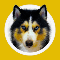 IGOR -The Alpha Dog