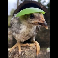 Day Of Chicken