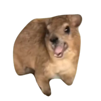 Pablo The Hyrax