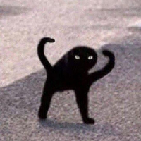 Cursed cat