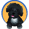 MORKIE