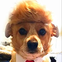 Dog Of Trump