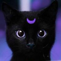 Olympic cat 100x