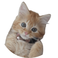 POPPYCAT