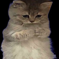PLS CAT