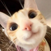 Smile cat