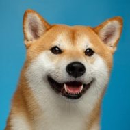 Dogemoon