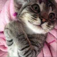 PURRFECTPAWS