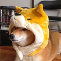 Inu Inu