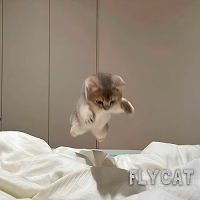 Fly Cat