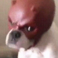 BOB THE DOG