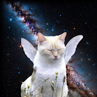 Manifest CTO