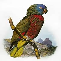 Amazona