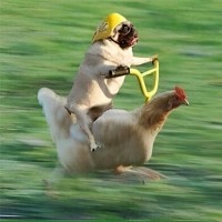 Dog Riding Chicken
