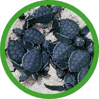 SAVE THE BABY TURTLES