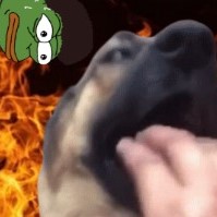 GtfoFTXDogeInu