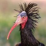 GeronticusToken