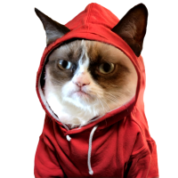 Hoodiecat