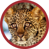 BABY LEOPARD KING