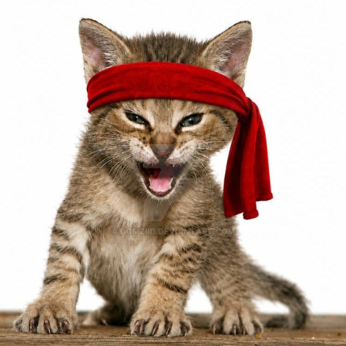 Rambo Kitten Crew